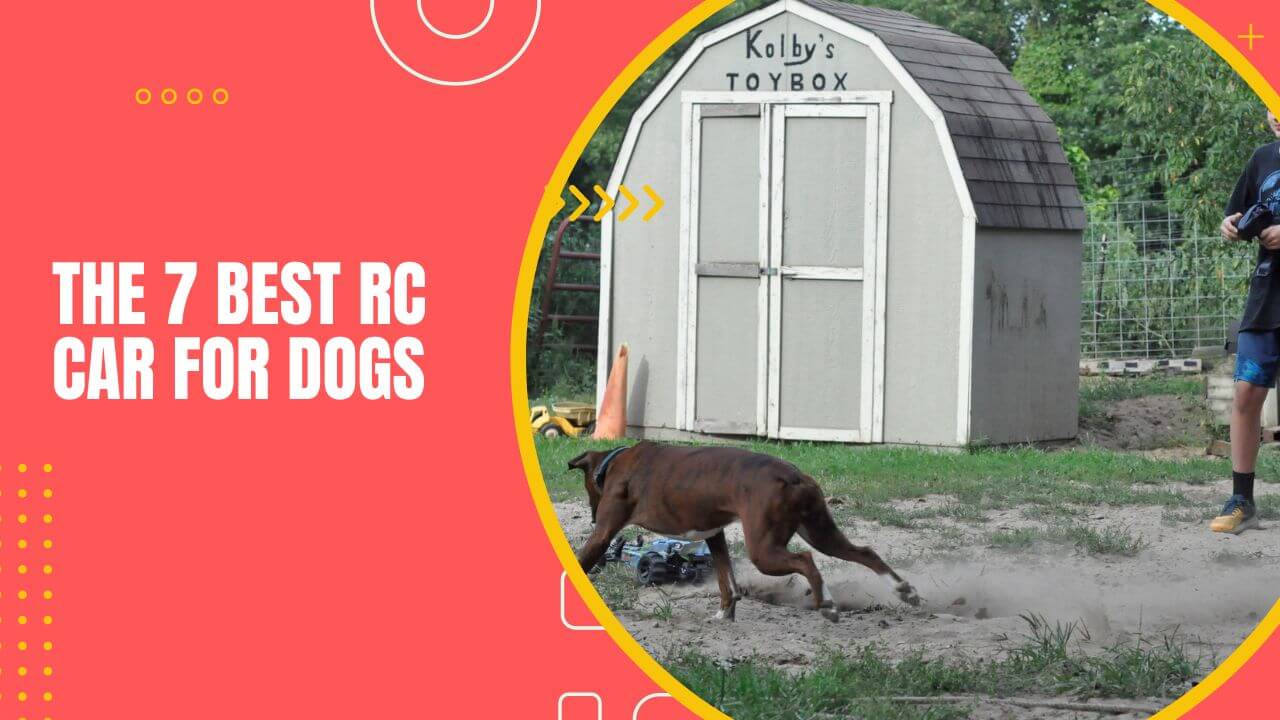 Best RC Car For Dogs