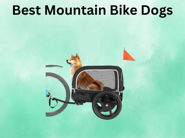 Best Mountain Bike Dogs